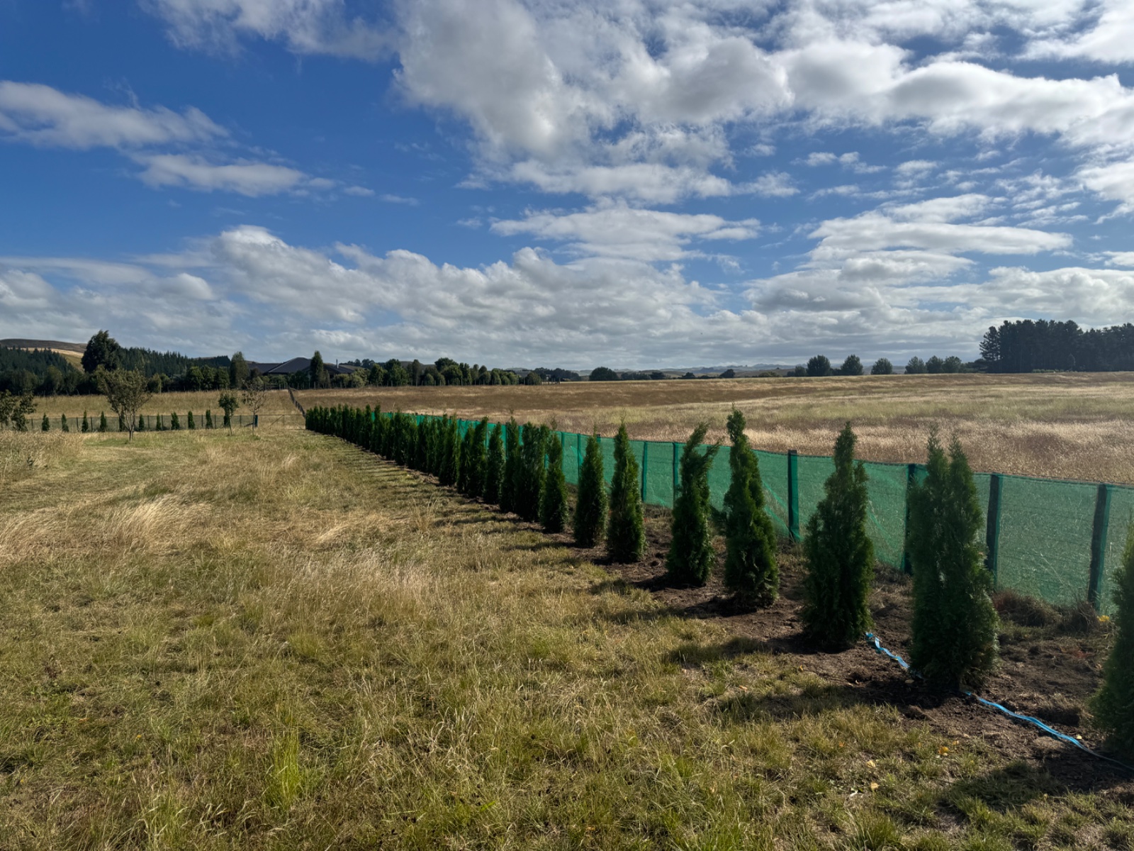 Fenceline hedge planting